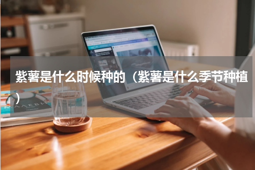 紫薯是什么时候种的(紫薯是什么季节种植)